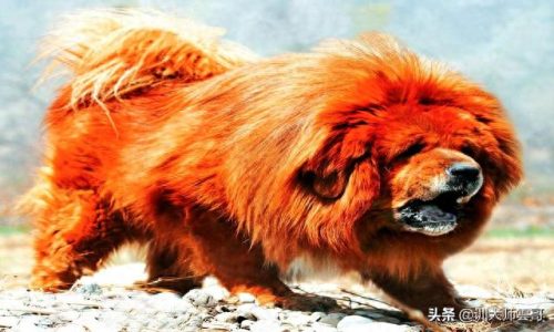 中国十大中型犬排行榜(大中型犬推荐品种)插图