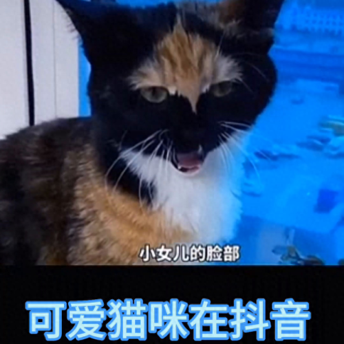 抖音十大名猫排行榜(抖音火的猫)插图2
