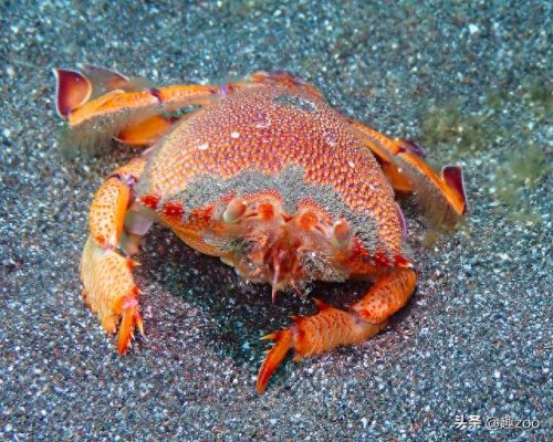 优质海产鱼类排名前十(漳浦野生海产鱼类多吗)插图2