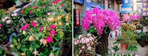 马鞍山十大花店排行榜最新(全国十大花店加盟)插图15