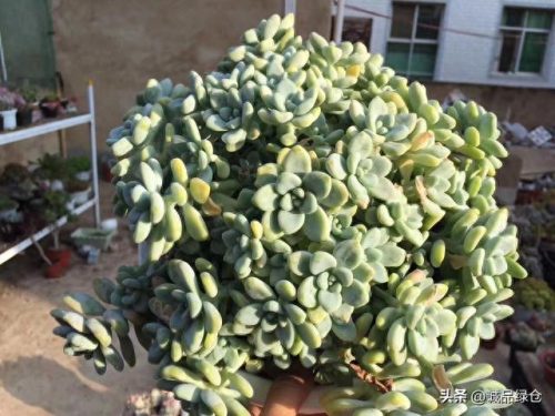 十大最香的多肉排行榜(养多肉十大忠告)插图1