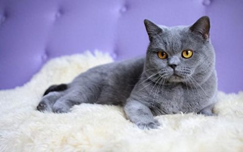 家养十大宠物猫排行榜最新(好养的十大宠物猫排名)插图1