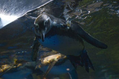 日本十大水族馆排行榜(日本鸟羽水族馆)插图16
