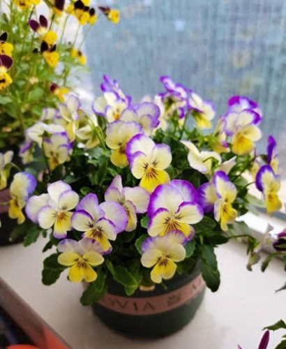 十大最易买的花卉排行榜(昌平十大花卉市场)插图28