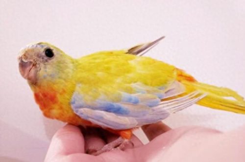 国外稀有鹦鹉排名前十(鹦鹉十大品牌排名)插图3