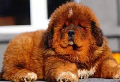 十大最佳犬种排行榜第一(十大名犬排行榜最新)插图8