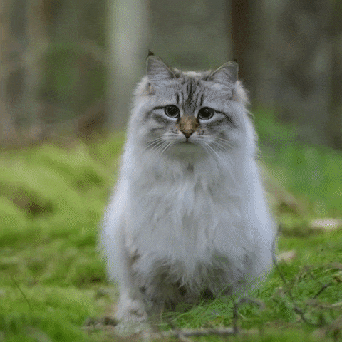 最美的十大猫咪品种排行榜(养什么品种猫咪比较好)插图7