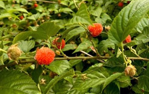 十大田间零食排行榜(十大走心零食排行榜)插图3