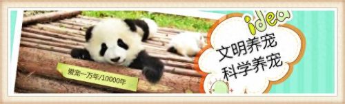 仓鼠的寿命排名前十(仓鼠的平均寿命)插图