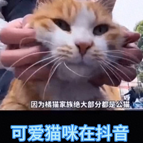 抖音十大名猫排行榜(抖音火的猫)插图