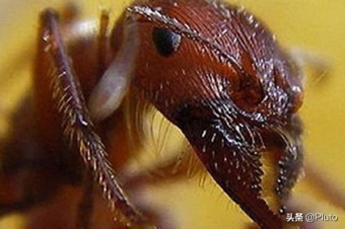 中国十大有毒的昆虫排行榜(十大有毒昆虫图片)插图1