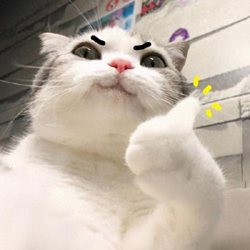 表情包猫咪十大排行榜(十大猫咪颜值大排名)插图14