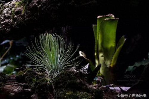 景观鱼缸价位排名前十(睿美7s鱼缸价位及质量怎么样)插图16