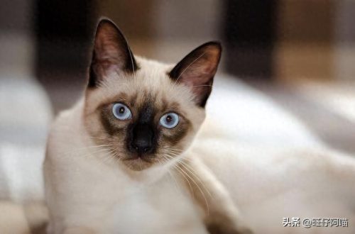宠物猫咪十大排行榜(国内十大宠物猫排行榜)插图1