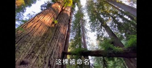 西方巨型植物排名前十(沙漠十大植物排名)插图3