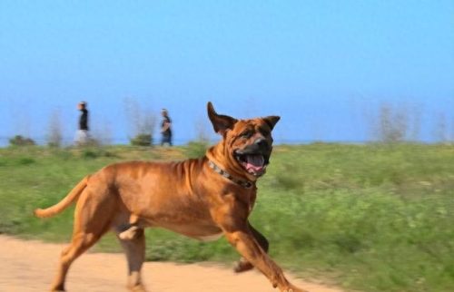 十大凶犬排行榜图片高清(中国十大最凶犬)插图1