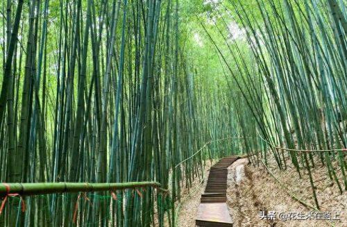 西安小区竹林排名前十(西安房地产排名)插图