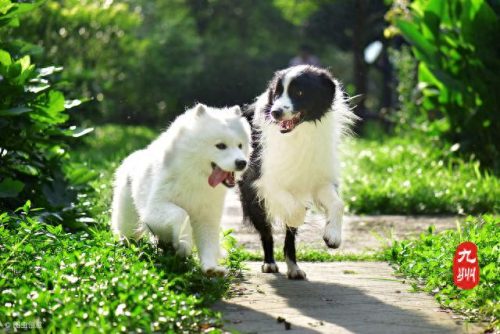 中国十大犬舍排行榜边牧(太原哪里有边牧犬舍)插图8