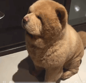 十大最佳犬种排行榜第一(十大名犬排行榜最新)插图5