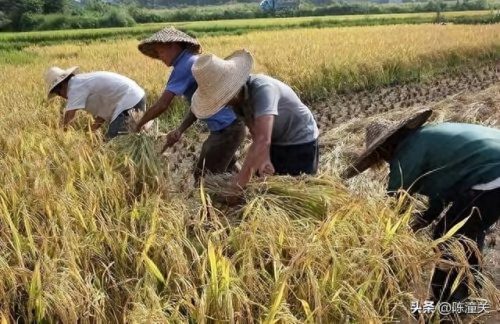 各国粮食产值排名前十(全球粮食产量排名去哪查)插图5