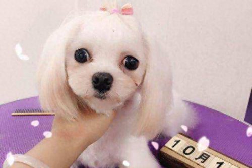 十大家养小型犬排行榜最新(懒人养的小型犬排名)插图4