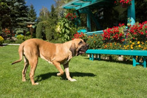 十大凶犬排行榜图片高清(中国十大最凶犬)插图5