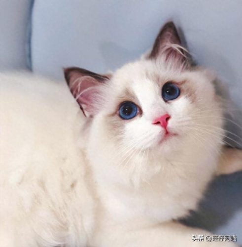 宠物猫咪十大排行榜(国内十大宠物猫排行榜)插图