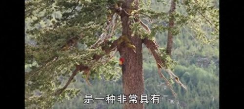 西方巨型植物排名前十(沙漠十大植物排名)插图8