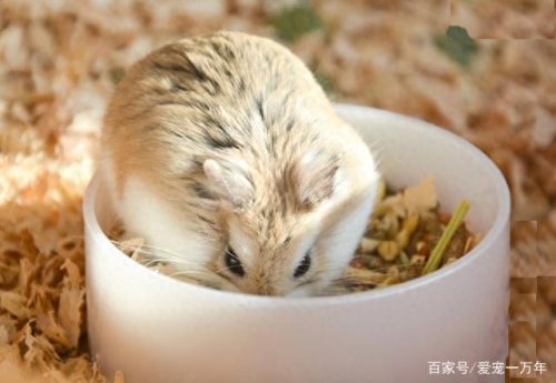 仓鼠的寿命排名前十(仓鼠的平均寿命)插图5