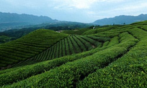 成都独立茶室排名前十(成都最隐蔽的茶室)插图24