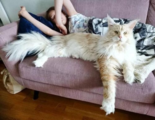最美的十大猫咪品种排行榜(养什么品种猫咪比较好)插图6