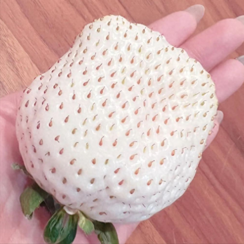 草莓品种排名前十价格(排名第一的草莓品种)插图10