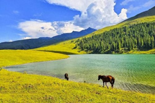 新疆野外牧场排名前十(美丽的新疆南山牧场400字)插图13