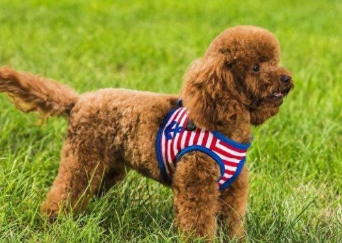最便宜的十大名犬排行榜(十大巨犬排行榜)插图9