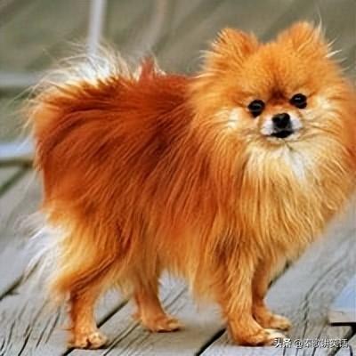 世界十大小型犬排行榜图片(十大最好的小型犬排名)插图9