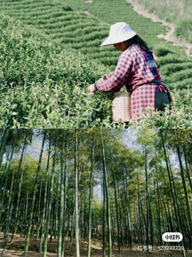 南京名宿院子排名前十(凤凰院子 名宿)插图4