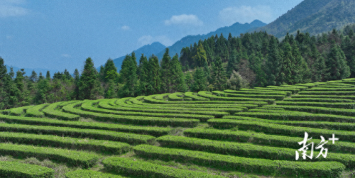 广东省十大名茶排行榜(广东十大名酒)插图10