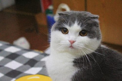 十大禁养猛猫品种排行榜(中国土猫品种)插图4