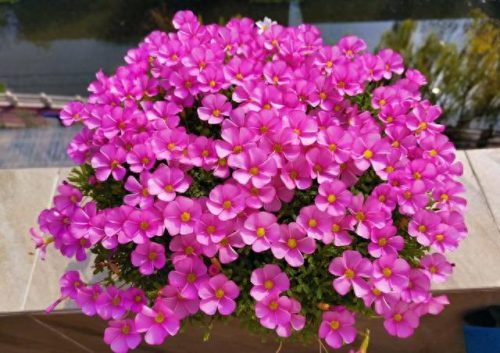 十大最易买的花卉排行榜(昌平十大花卉市场)插图5