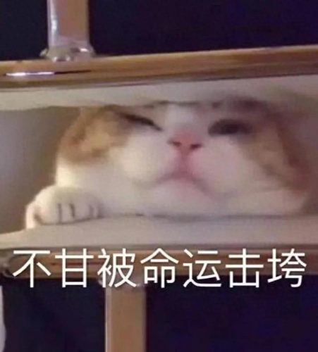表情包猫咪十大排行榜(十大猫咪颜值大排名)插图5