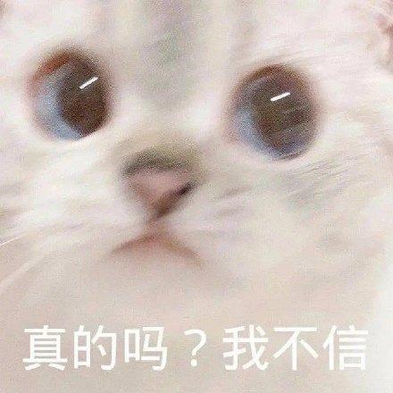 表情包猫咪十大排行榜(十大猫咪颜值大排名)插图27