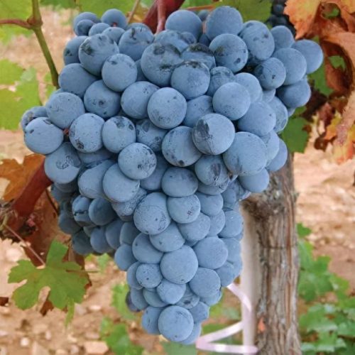 十大葡萄酒葡萄品种排行榜(葡萄酒葡萄十大品种)插图6
