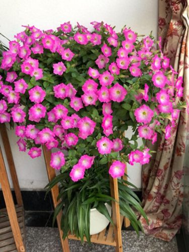 十大最易买的花卉排行榜(昌平十大花卉市场)插图2