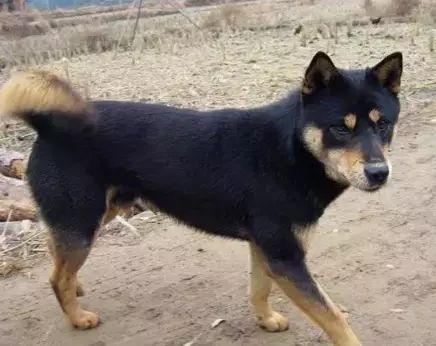 十大最佳犬种排行榜第一(十大名犬排行榜最新)插图13