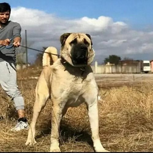 十大凶猛大型犬排行榜(十大凶猛的小型犬)插图7