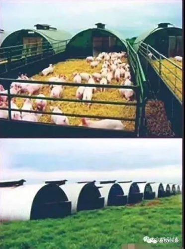 西班牙养殖猪场排名前十(隆化县最大的养殖猪场)插图10