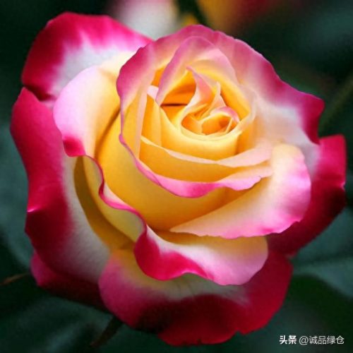 优秀 月季品种排名前十(耐寒的月季品种排名)插图