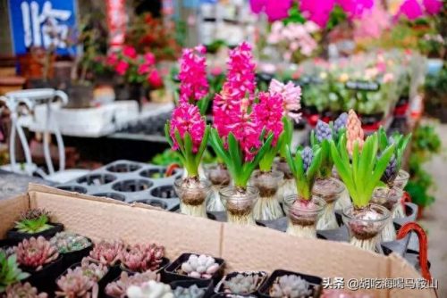 马鞍山十大花店排行榜最新(全国十大花店加盟)插图19