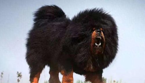 各国排名前十的犬(世界最强大的犬排名)插图6