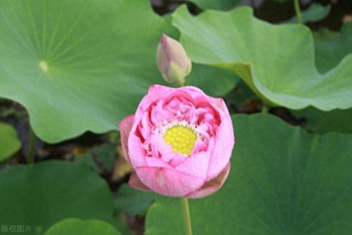 鱼塘荷花品种排名前十(鱼塘适合栽荷花吗)插图6